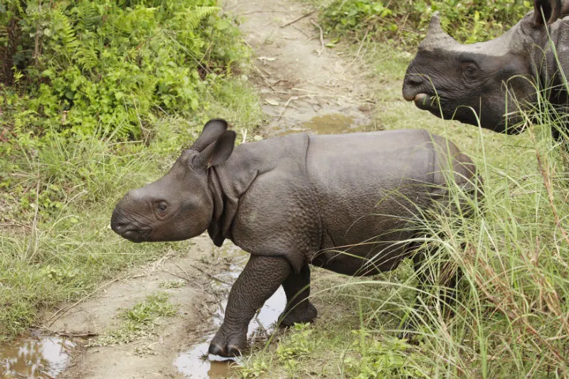 A greater one-horned rhinoceros female grazing in grassland with her young calf beside her.