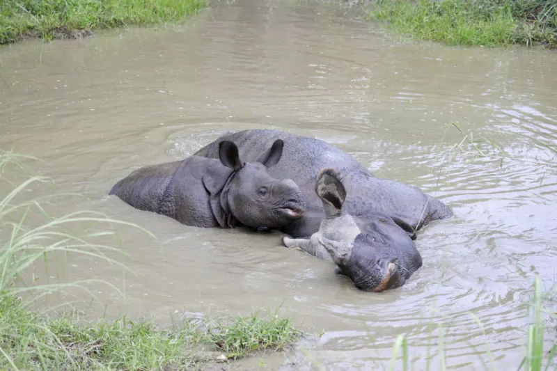 A greater one-horned rhinoceros female with her calf in wet grassland.