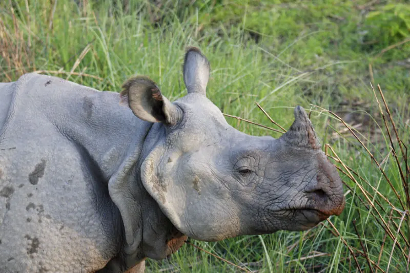 Close portrait of a greater one-horned rhinoceros