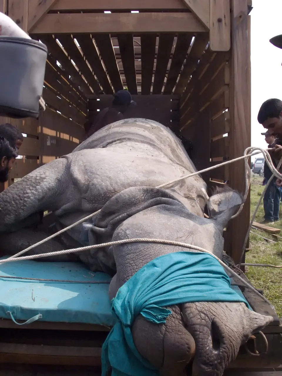 A crated greater one-horned rhinoceros being winched onto a truck during a translocation.