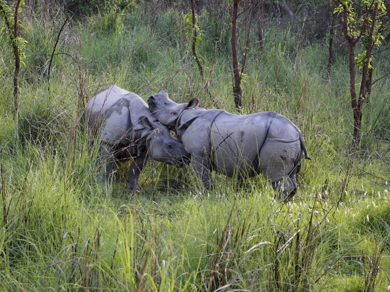 A mating pair of greater one-horned rhinoceros in tall grass.