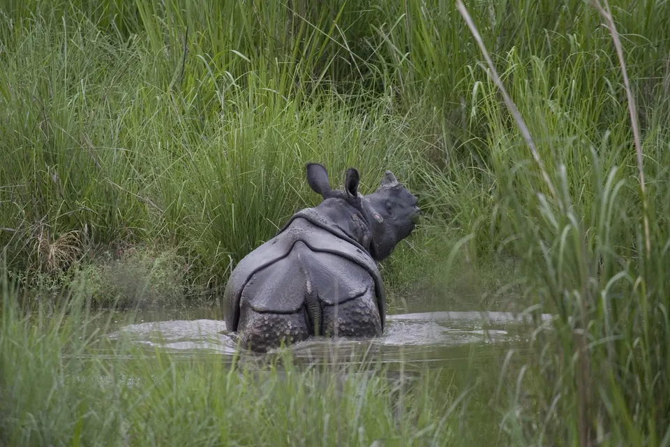A greater one-horned rhinoceros walking free after release at a translocation site.
