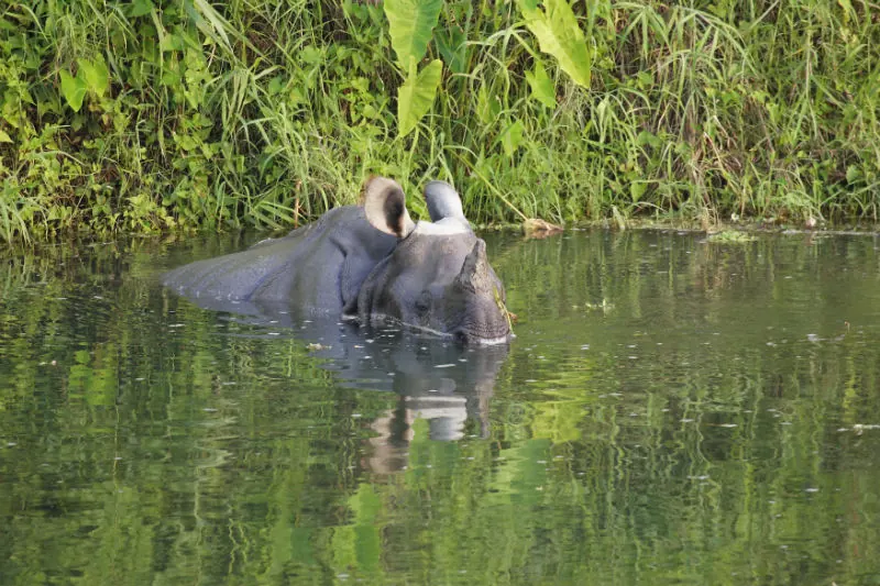 A greater one-horned rhinoceros wallowing in a pool, only its head above the water.