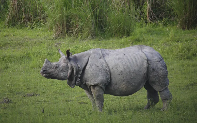 A greater one-horned rhinoceros standing in tall floodplain grassland, its single horn and the deep folds of its armour-like skin clearly visible in profile.