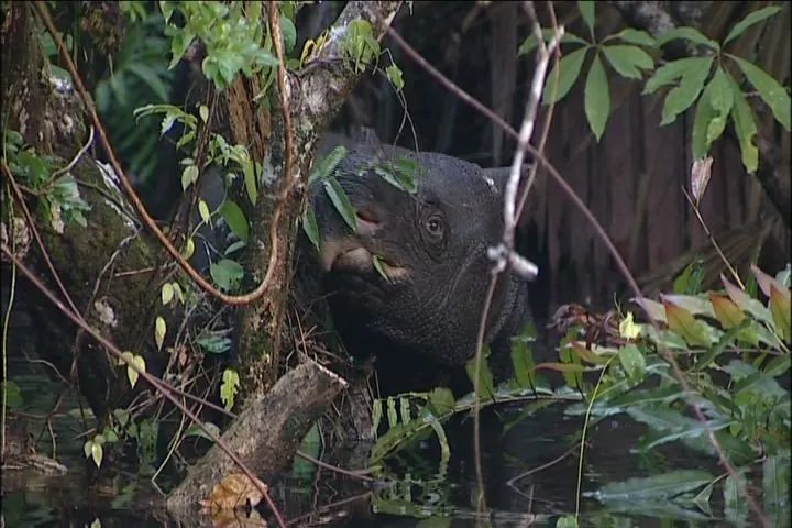 A Javan rhinoceros browsing among lush rainforest vegetation.