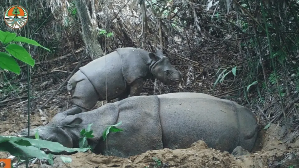 Camera-trap image of a Javan rhinoceros calf walking through forest.
