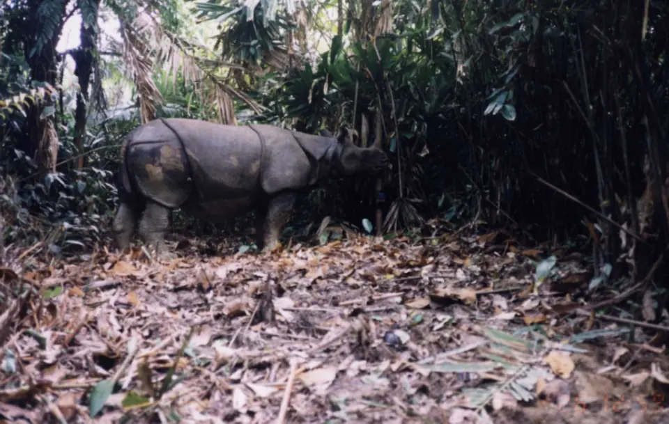 Grainy camera-trap image of one of the last Javan rhinoceros in Vietnam.