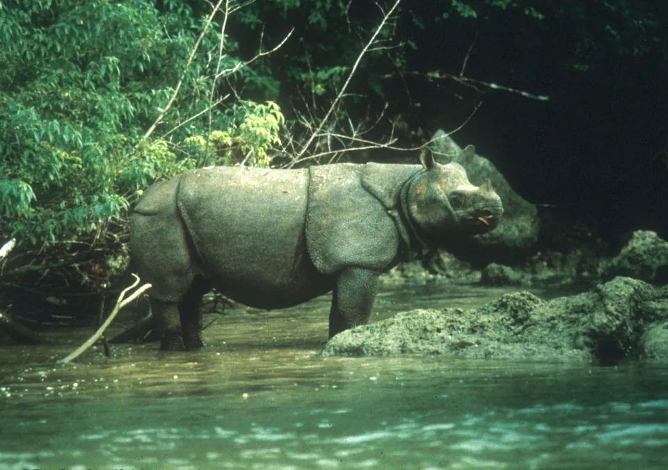 A Javan rhinoceros standing in dense rainforest, photographed in 1980.