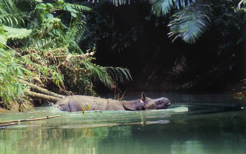 A Javan rhinoceros swimming across a forest river in Ujung Kulon National Park, framed by dense rainforest vegetation.