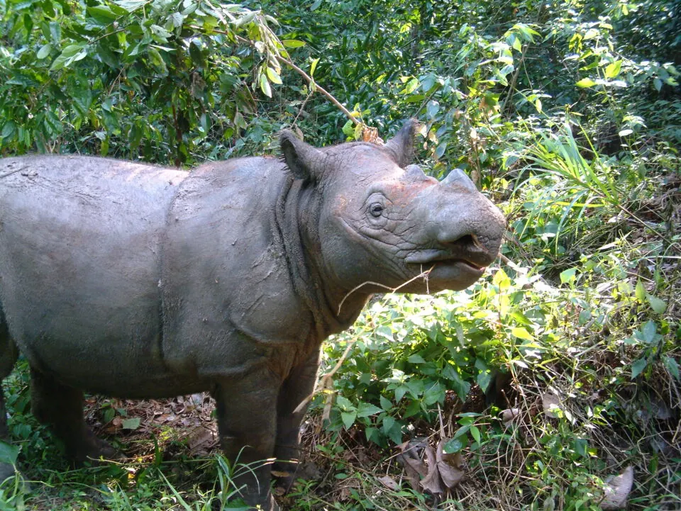 A female Sumatran rhinoceros photographed at night among vegetation.