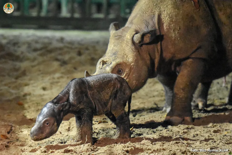 A newborn Sumatran rhinoceros calf standing in mud at a sanctuary enclosure.