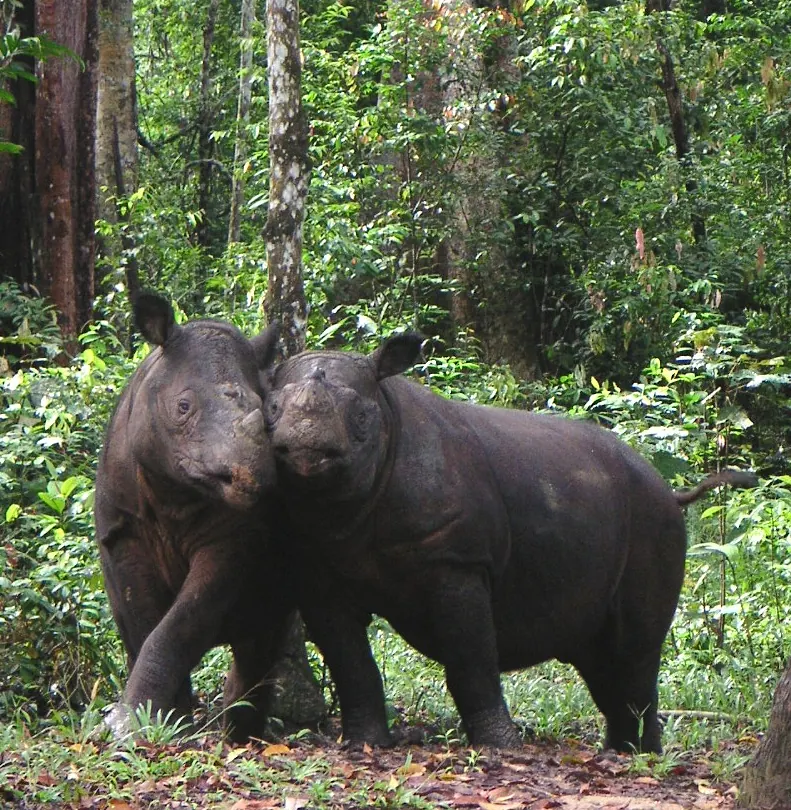 Two Sumatran rhinoceros standing head to head in rainforest.