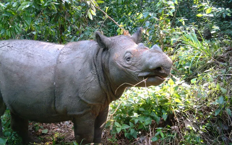 Bina, a female Sumatran rhinoceros, standing among dense green vegetation at the Sumatran Rhino Sanctuary in Way Kambas National Park.
